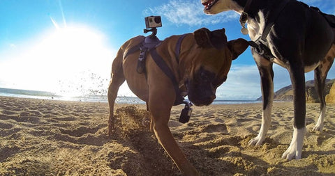Dog Harness Mount for GoPro & Other Action Cameras