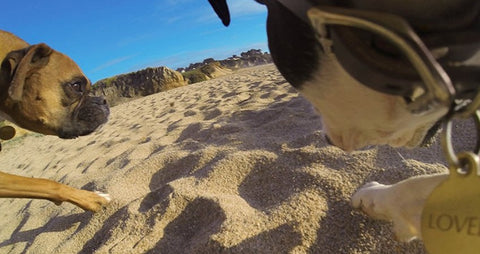 Dog Harness Mount for GoPro & Other Action Cameras