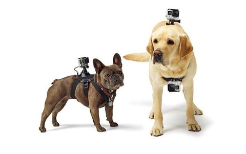 Support de harnais pour chien pour GoPro et autres caméras d'action