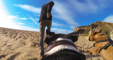 Support de harnais pour chien pour GoPro et autres caméras d'action