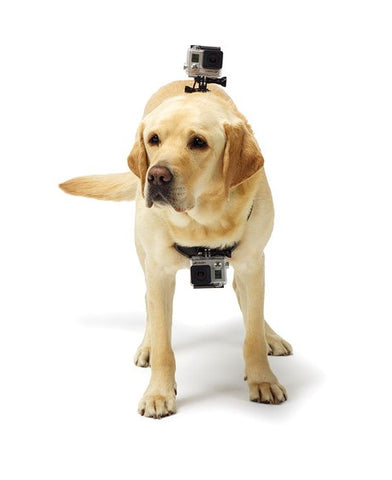 Harnais GoPro pour chien
